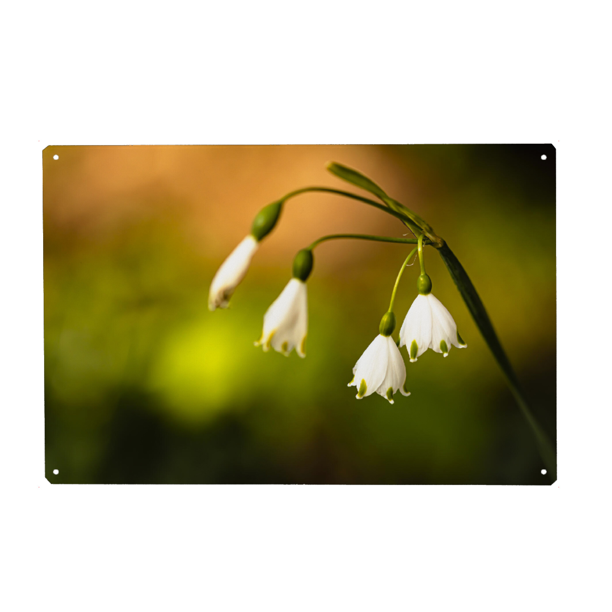 Metall Poster "Colorplay In Flower Bed" artboxONE - Natur,Floral