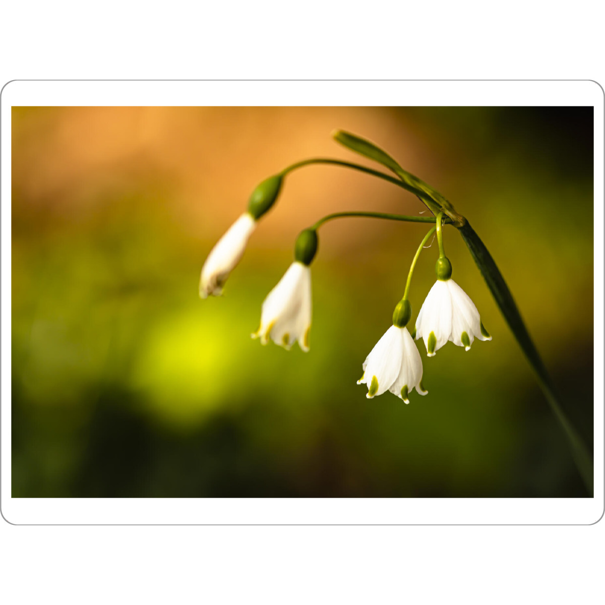 Tischset "Colorplay In Flower Bed" artboxONE - Natur,Floral