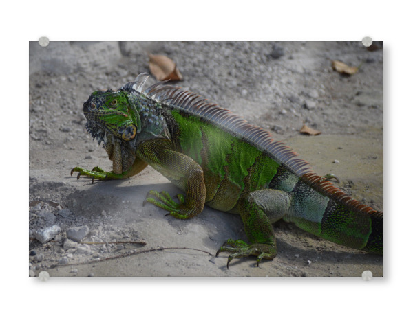 Acrylglasbild "Green Iguana (Leguan)" artboxONE - Natur,Tiere