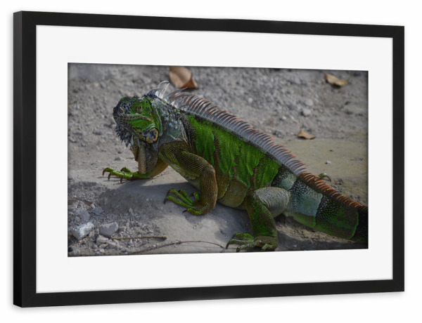 Poster mit Rahmen schwarz "Green Iguana (Leguan)" artboxONE - Natur,Tiere