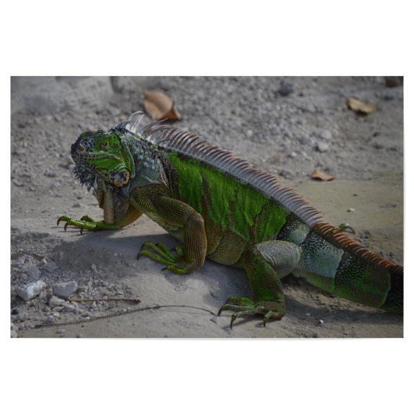 Poster 30x20 cm "Green Iguana (Leguan)" artboxONE - Natur,Tiere