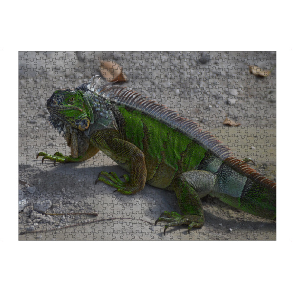 artboxONE Puzzle "Green Iguana (Leguan)" artboxONE - Natur,Tiere