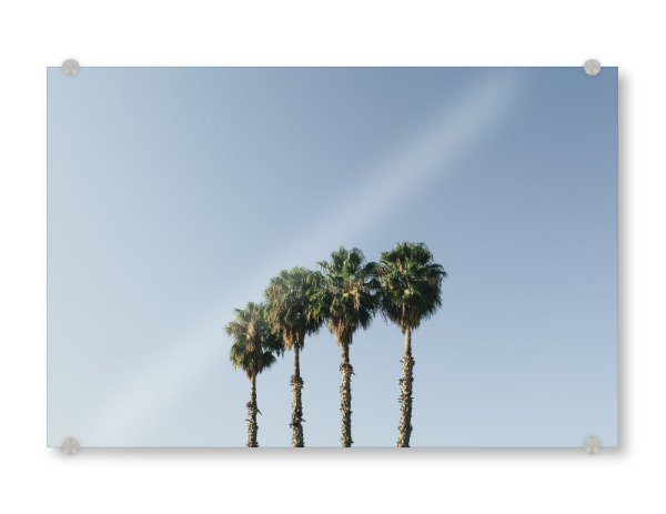 Acrylglasbild "Vier Palmen blau/grün" artboxONE - Natur,Reise,Reise / Strand und Meer,Reise / Länder