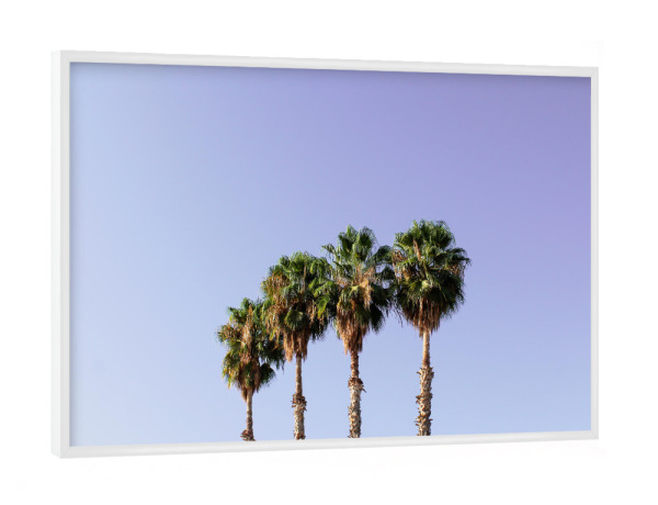 Poster mit weißem Rahmen "Vier Palmen blau/lila" artboxONE - Natur,Reise,Reise / Länder