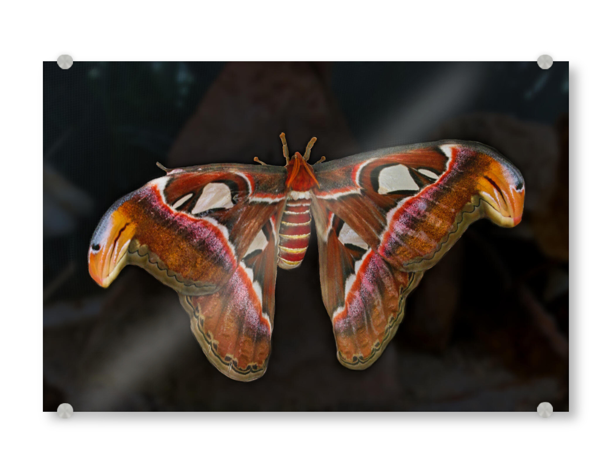 Acrylglasbild "Atlasspinner - Total Big" artboxONE - Natur,Reise,Tiere,Reise / Länder