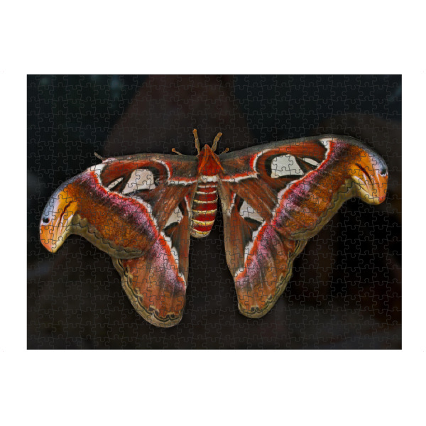 Puzzle Ravensburger "Atlasspinner - Total Big" artboxONE - Natur,Reise,Tiere,Reise / Länder