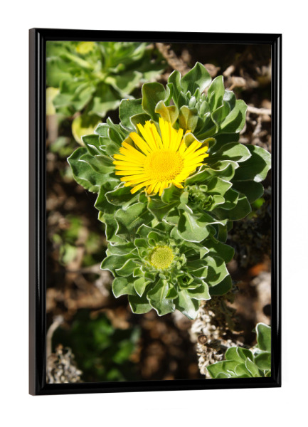 Poster mit schwarzem Rahmen "Little Sun -Teneriffa" artboxONE - Natur,Reise,Floral,Reise / Länder