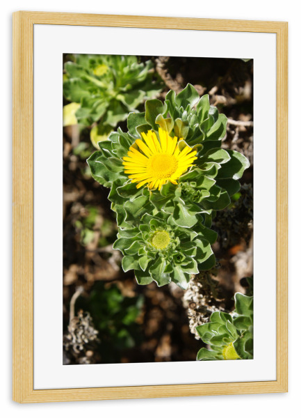 Poster mit Rahmen kiefer "Little Sun -Teneriffa" artboxONE - Natur,Reise,Floral,Reise / Länder