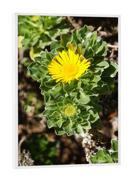 Poster mit weißem Rahmen "Little Sun -Teneriffa" artboxONE - Natur,Reise,Floral,Reise / Länder