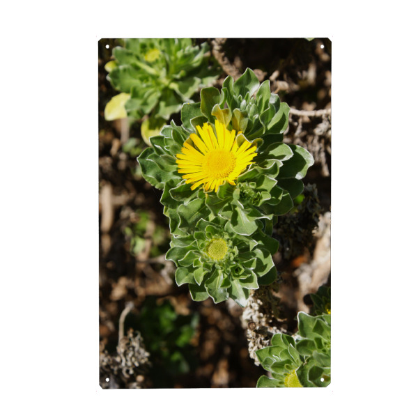 Metall Poster "Little Sun -Teneriffa" artboxONE - Natur,Reise,Floral,Reise / Länder