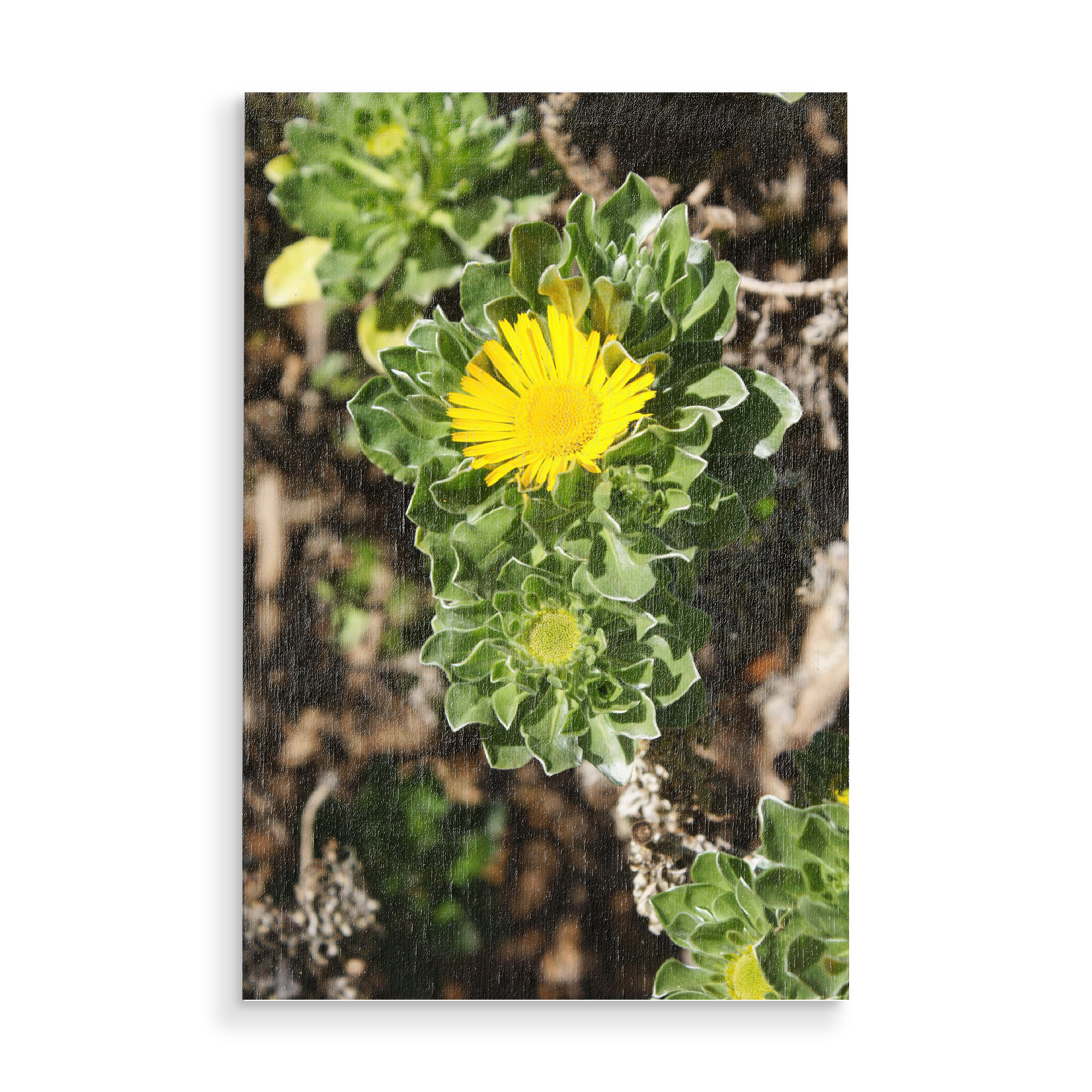 Holzbild "Little Sun -Teneriffa" artboxONE - Natur,Reise,Floral,Reise / Länder