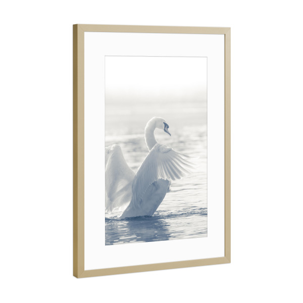 Poster mit Rahmen Gold "Cygnus" artboxONE - Natur,Tiere