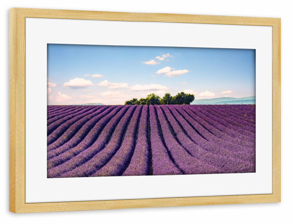 Poster mit Rahmen kiefer "The Valensole plateau" artboxONE - Natur,Reise,Floral,Reise / Länder