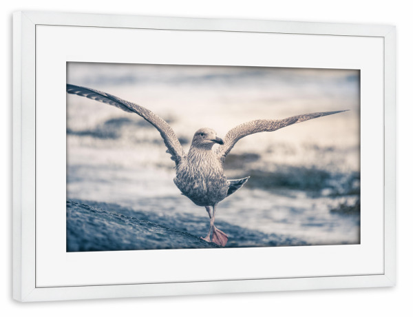 Poster mit Rahmen weiß "Dancing Gull" artboxONE - Natur,Tiere