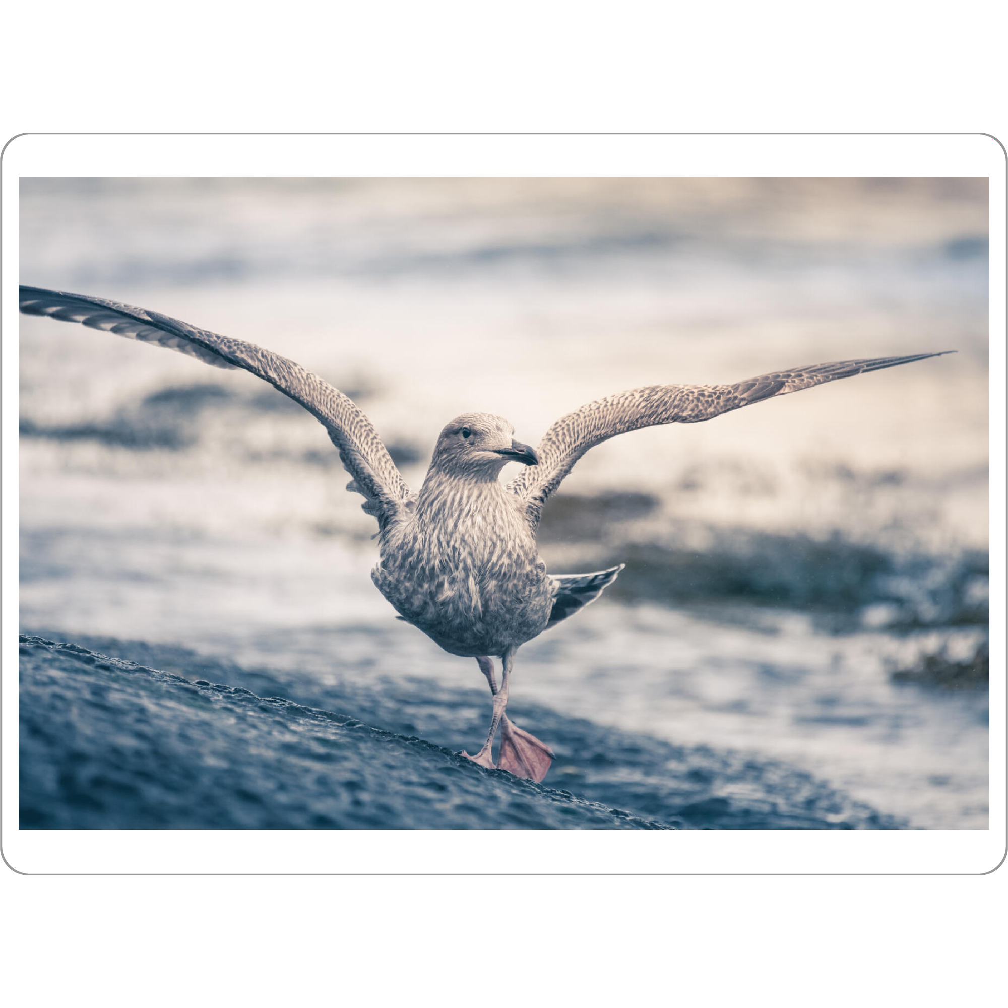 Tischset "Dancing Gull" artboxONE - Natur,Tiere