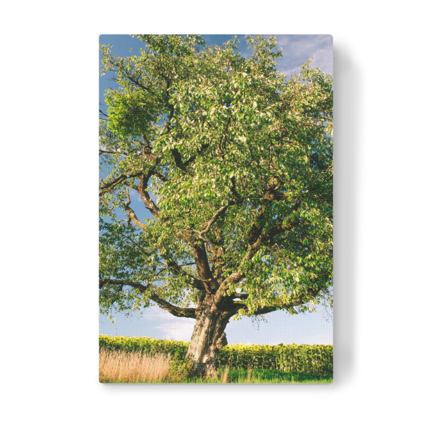 Leinwandbild "Tree on meadow with sunflowers" artboxONE - Natur