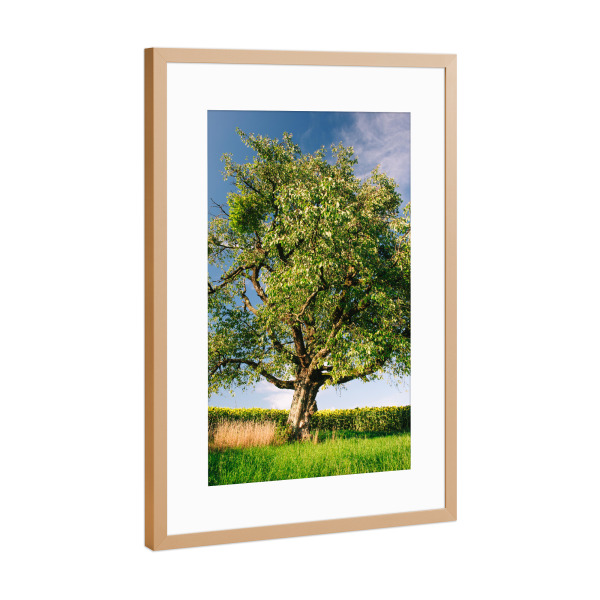Poster mit Rahmen Kupfer "Tree on meadow with sunflowers" artboxONE - Natur