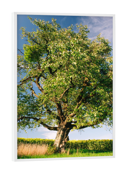 Poster mit weißem Rahmen "Tree on meadow with sunflowers" artboxONE - Natur
