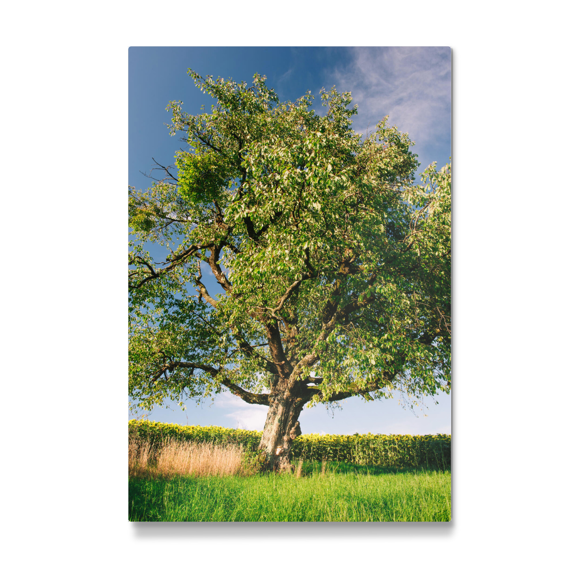 Galerie-Print "Tree on meadow with sunflowers" 30x20 cm artboxONE