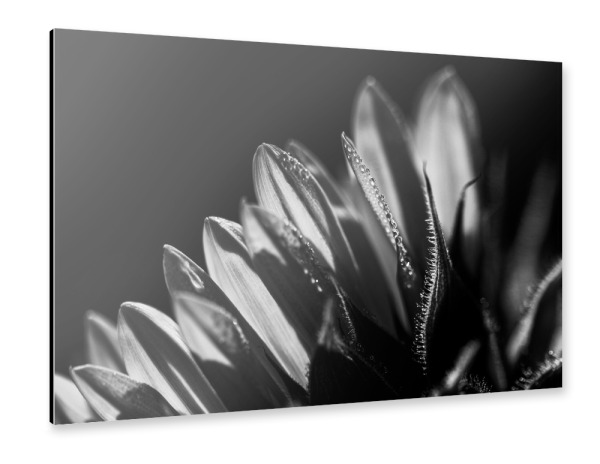 Alu-Dibond "Kissed Awake By The Sun" 30x20 cm artboxONE