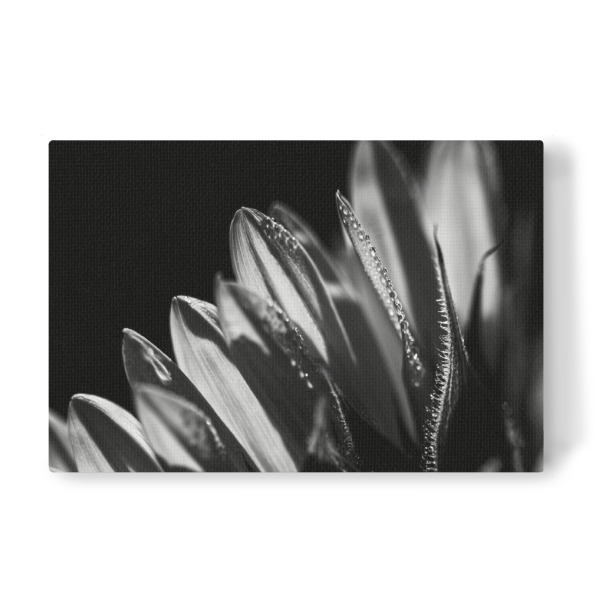Leinwandbild "Kissed Awake By The Sun" artboxONE - Natur,Floral,Schwarzweiß