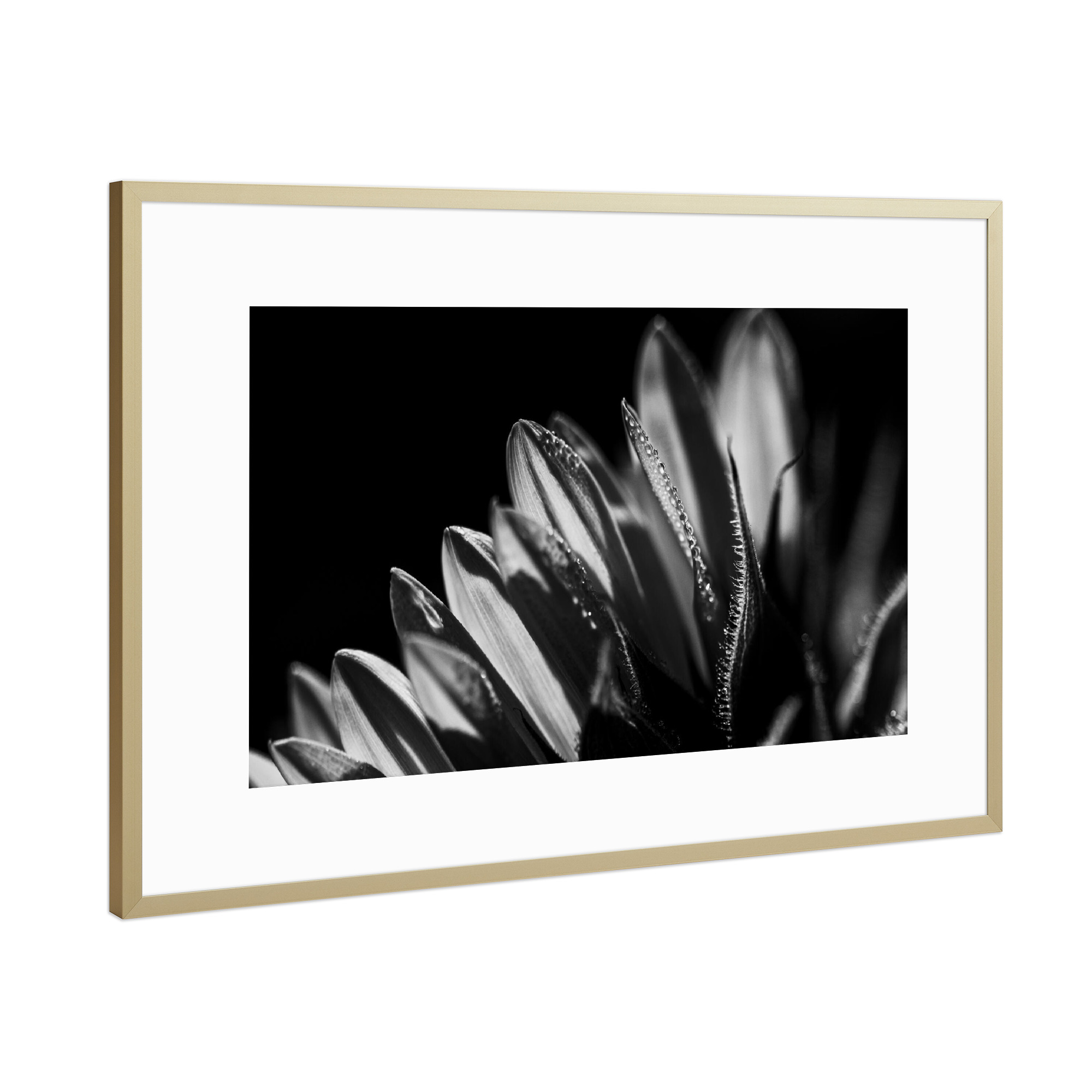 Poster mit Rahmen Gold "Kissed Awake By The Sun" artboxONE - Natur,Floral,Schwarzweiß