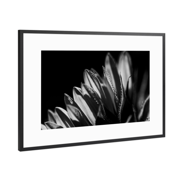 Poster mit Rahmen Schwarz (Metallic) "Kissed Awake By The Sun" artboxONE - Natur,Floral,Schwarzweiß