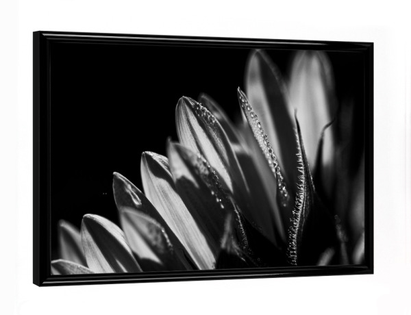 Poster mit schwarzem Rahmen "Kissed Awake By The Sun" artboxONE - Natur,Floral,Schwarzweiß