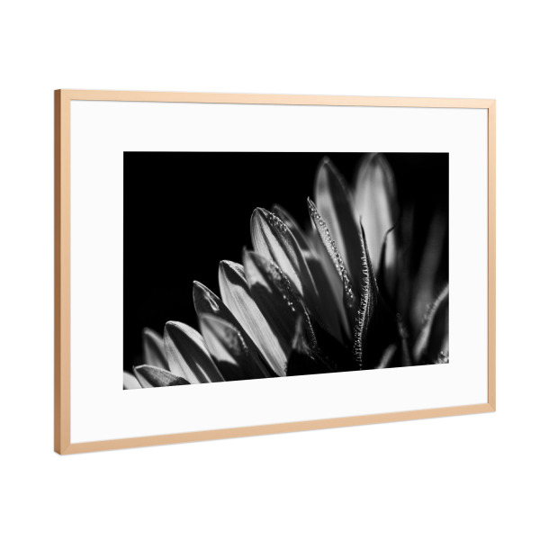 Poster mit Rahmen Kupfer "Kissed Awake By The Sun" artboxONE - Natur,Floral,Schwarzweiß
