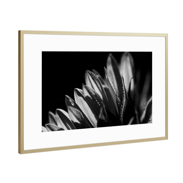 Poster mit Rahmen Gold "Kissed Awake By The Sun" artboxONE - Natur,Floral,Schwarzweiß