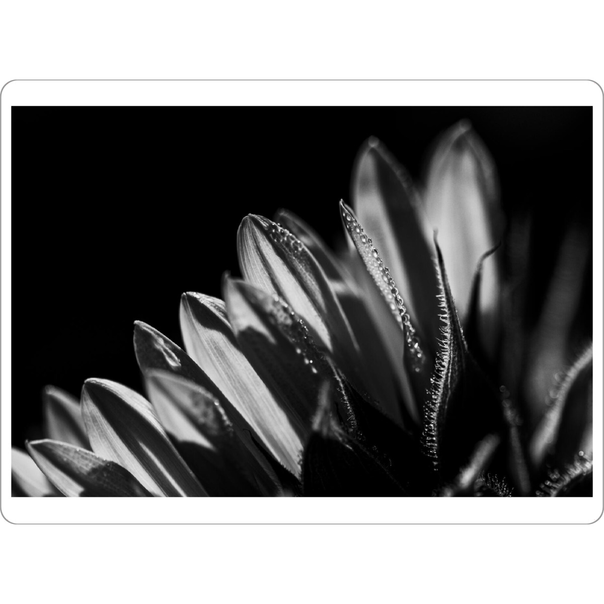 Tischset "Kissed Awake By The Sun" artboxONE - Natur,Floral,Schwarzweiß