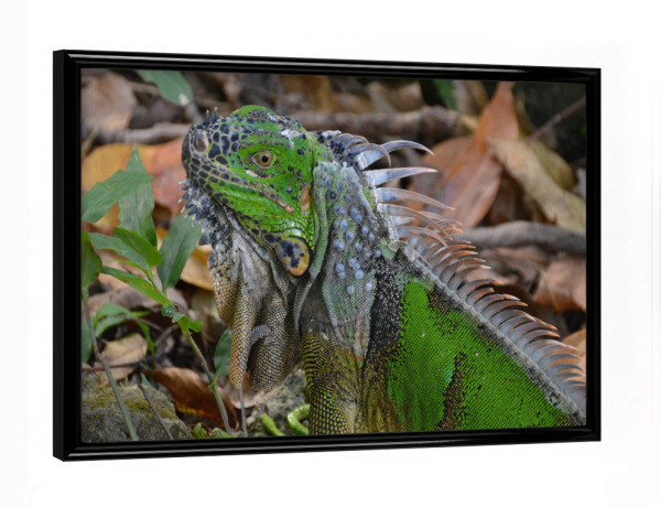 Poster mit schwarzem Rahmen "Green Iguana Close-up" artboxONE - Reise,Tiere