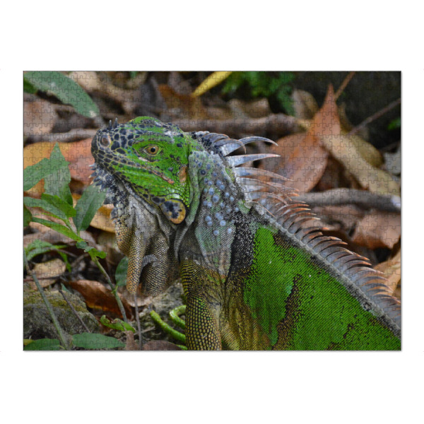 Puzzle Ravensburger "Green Iguana Close-up" artboxONE - Reise,Tiere