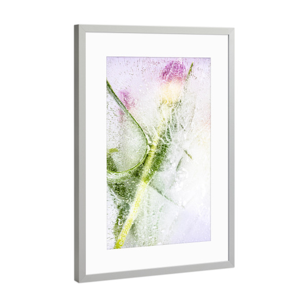 Poster mit Rahmen Silber "Blume in Eis" artboxONE - Natur,Floral