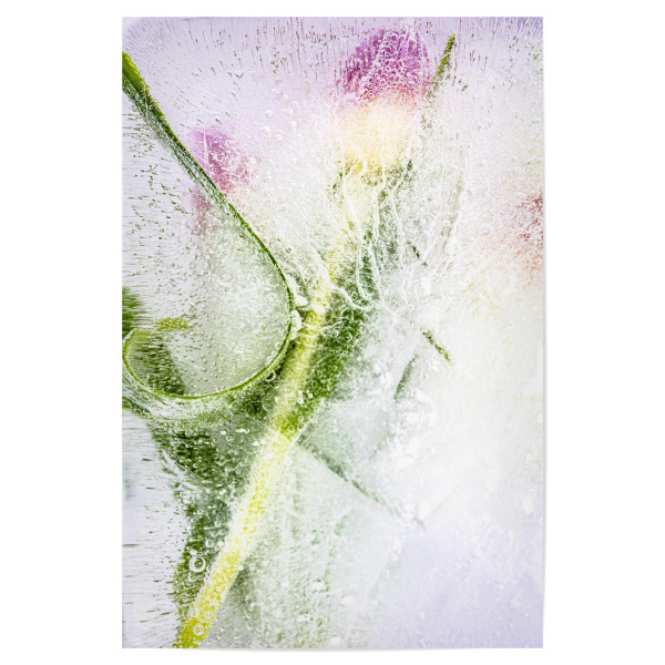 Poster "Blume in Eis" artboxONE - Natur,Floral - Blumen,Tulpen,Rosa,Grün,Kunst,Eisblock,Kalt,Floral,Flower,Natur,Nature,Spring,Frühling,Eis,Ice
