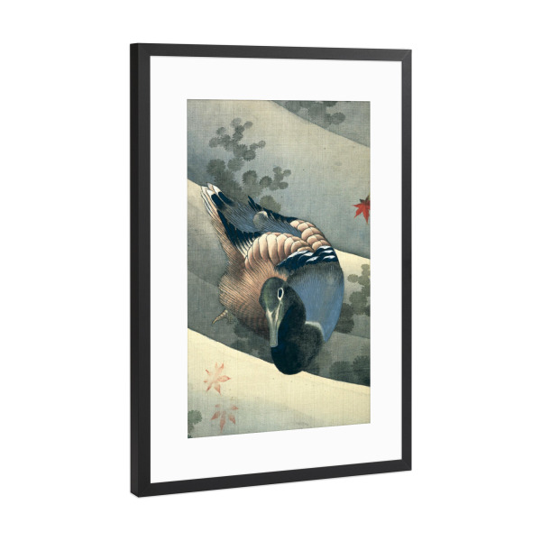 Poster mit Rahmen Schwarz (Metallic) "Ente im Wasser schwimmend" artboxONE - Natur,Tiere