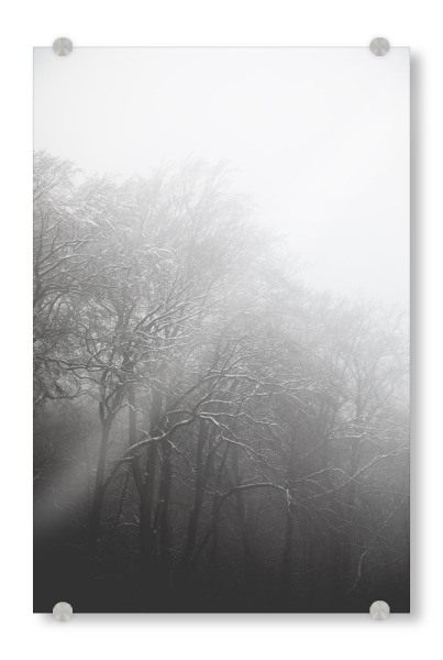 Acrylglasbild "Schneewald" artboxONE - Natur,Schwarzweiß - Schneebedeckt,äste,Schnee,Winter,Kalt,Siebengebirge,Kälte,Nature,Natur,Bäume,Forest,Wald