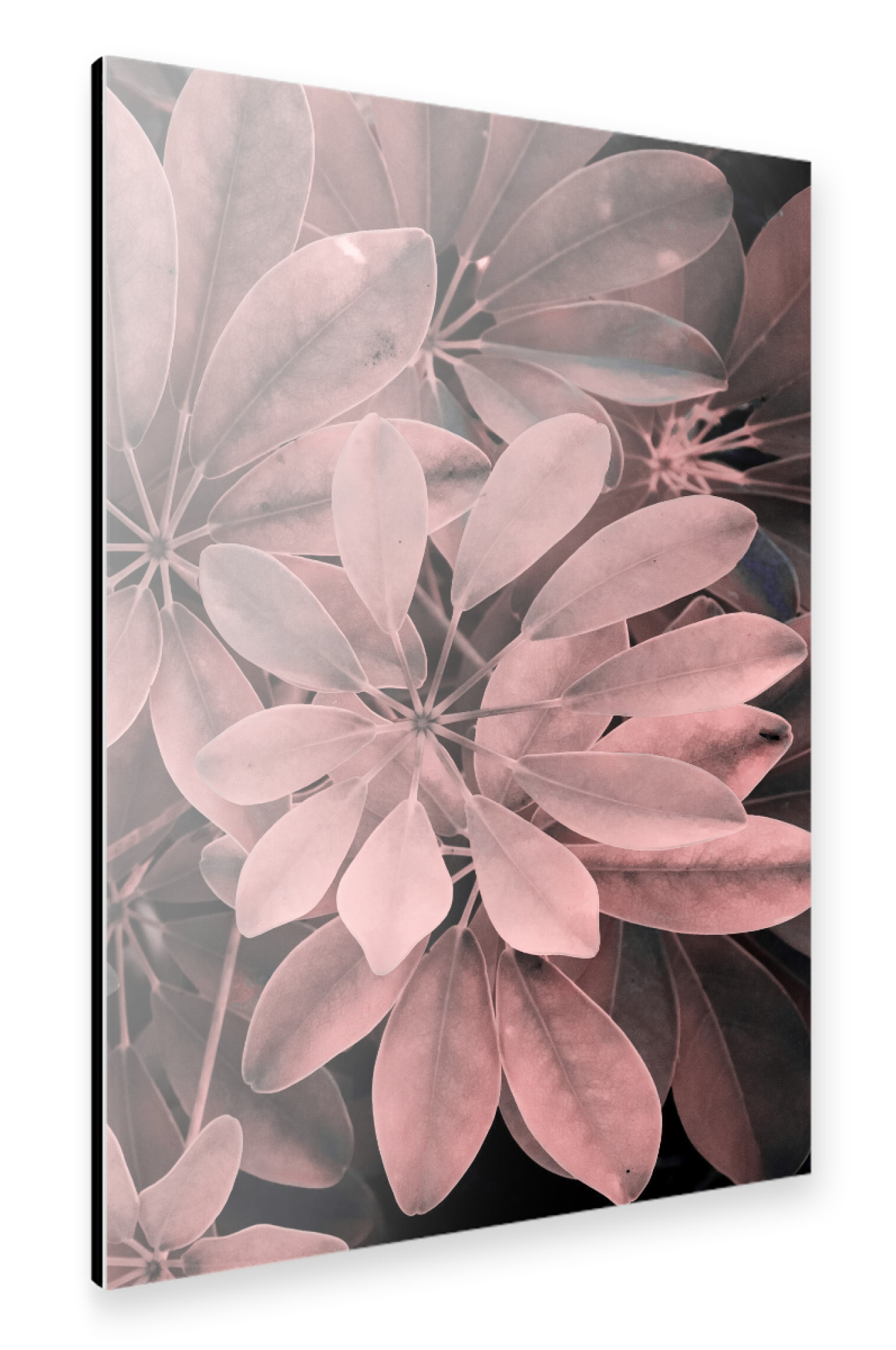 Alu-Dibond "Rosy Foliage" 30x20 cm artboxONE