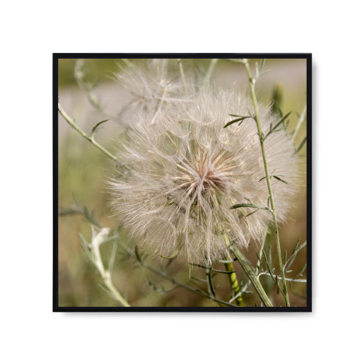 Pusteblume ganz groß