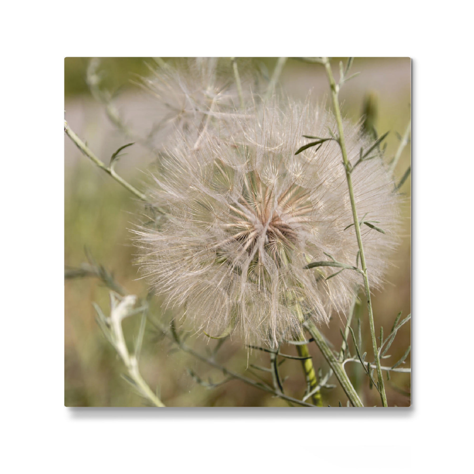 Galerie-Print "Pusteblume ganz groß" 30x30 cm artboxONE