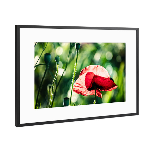 Poster mit Rahmen Schwarz (Metallic) "Corn Poppy On A Summer Day" artboxONE - Natur,Floral