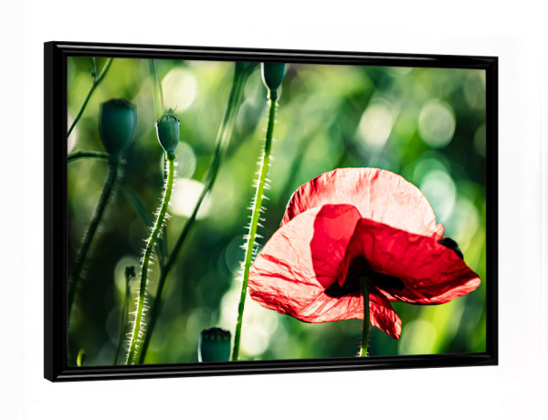 Poster mit schwarzem Rahmen "Corn Poppy On A Summer Day" artboxONE - Natur,Floral