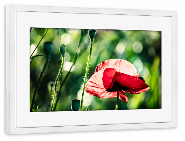 Poster mit Rahmen weiß "Corn Poppy On A Summer Day" artboxONE - Natur,Floral