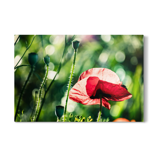Galerie-Print "Corn Poppy On A Summer Day" 30x20 cm artboxONE