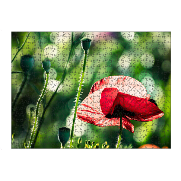 Puzzle Ravensburger "Corn Poppy On A Summer Day" artboxONE - Natur,Floral