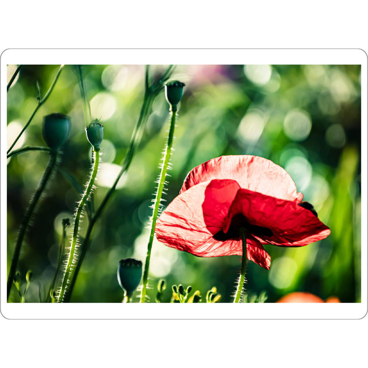Tischset "Corn Poppy On A Summer Day" artboxONE - Natur,Floral