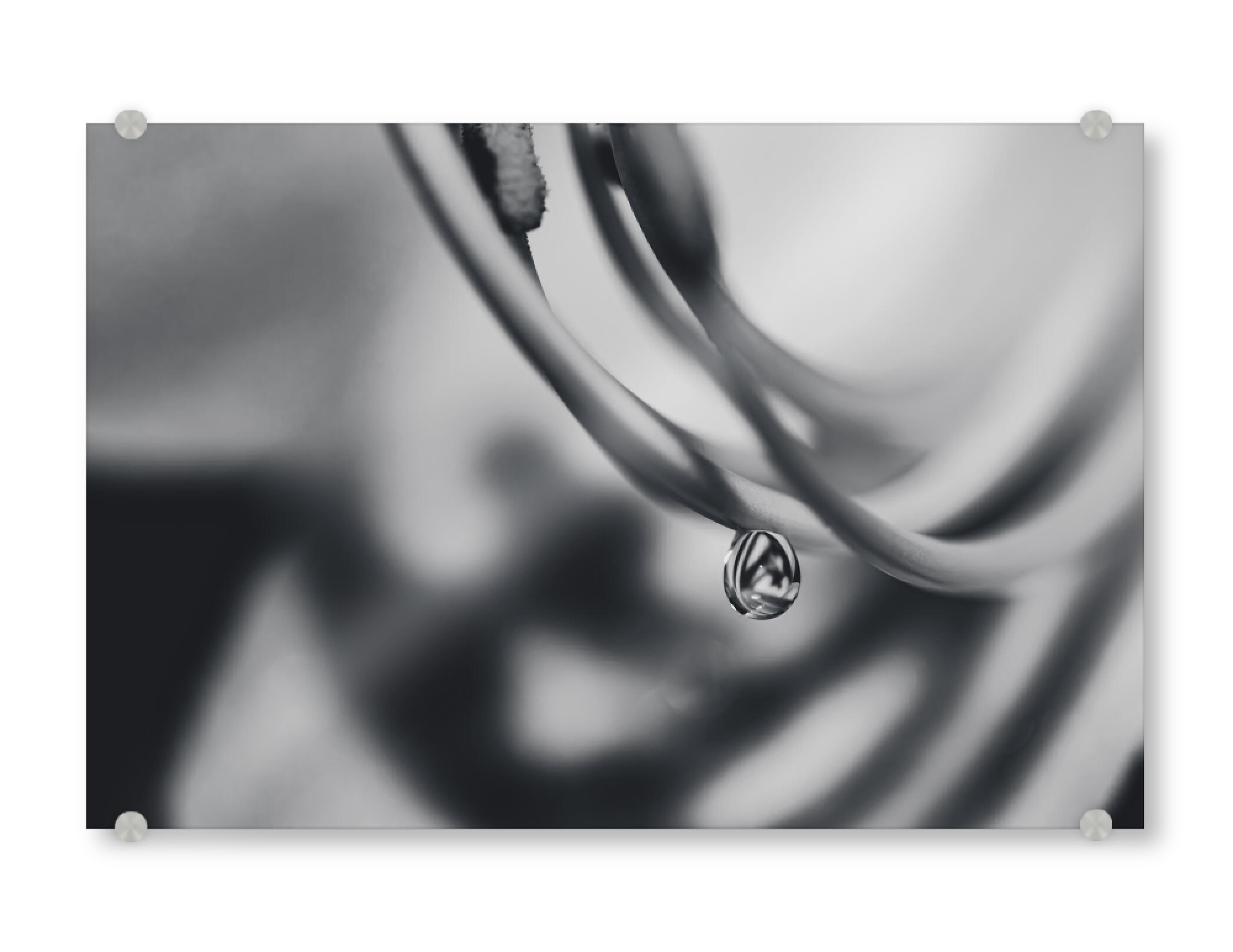 Acrylglasbild "Droplet Beeing Lost" artboxONE - Natur,Floral
