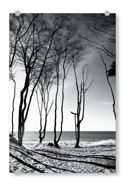 Acrylglasbild "Bäume am Strand" artboxONE - Natur,Reise
