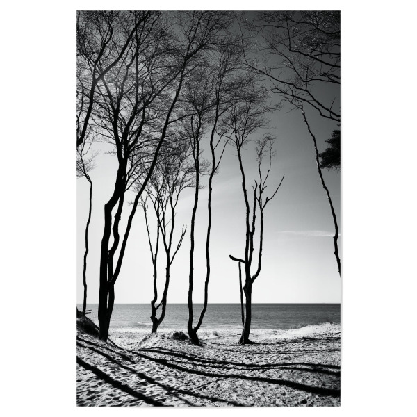 Poster "Bäume am Strand" artboxONE - Natur,Reise