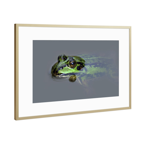 Poster mit Rahmen Gold "Green Frog" artboxONE - Natur,Tiere - Frosch,Teichfrosch,Grün,Amphibien,Tier,Animal,Natur,Nature,Frog,Amphibie